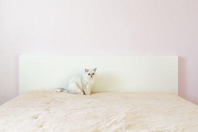 Portrait of a cat sitting on wall