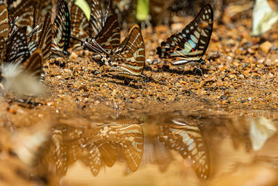 Close-up of insect on rock