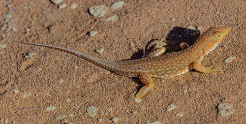 A shovel-snouted lizard  in doodvlei, a valley in the red dunes of namibia