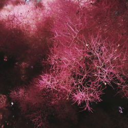 Full frame shot of coral in sea