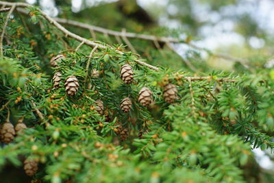 Close-up of pine cone on tree