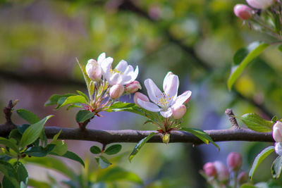 Close-up of ccrab apple blossom on tree