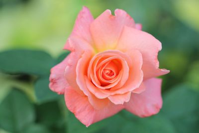 Close-up of pink rose