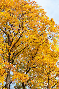 Low angle view of yellow autumn tree