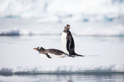 Penguins perching on frozen sea