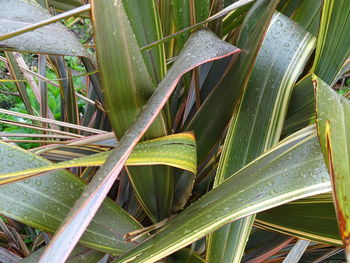 Close-up of wet leaves