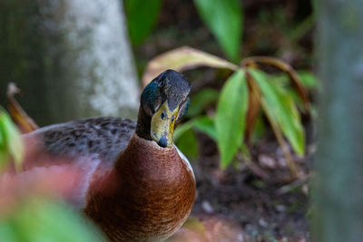 Close-up of a bird