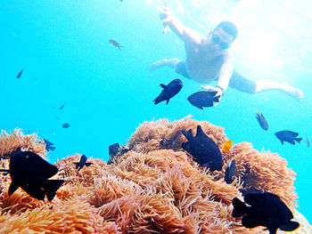 Fish swimming in sea