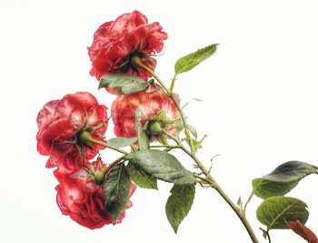 Close-up of red rose against white background