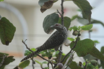 Bird perching on leaf