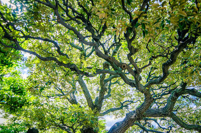 Low angle view of tree against sky
