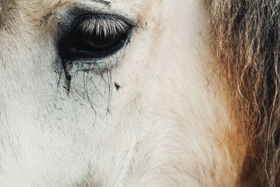 Close-up of a horse