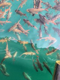 High angle view of fish swimming in sea