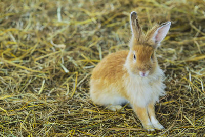 A rabbit hovered over a hay.