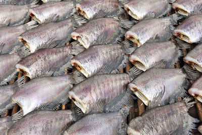 High angle view of fish for sale in market