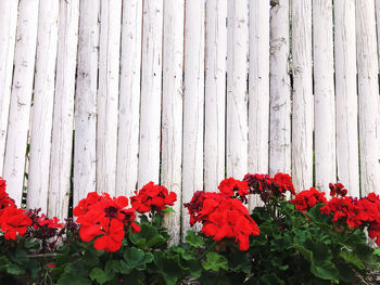 Close-up of red flowering plants
