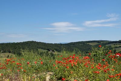 Red poppy flowers on field against sky