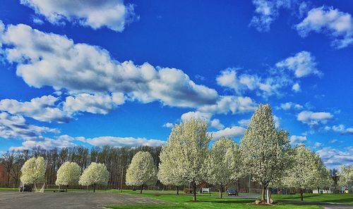 View of trees against cloudy sky