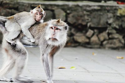 Monkeys sitting outdoors