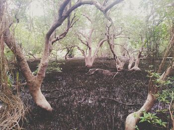 Trees in forest