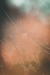 Close-up of spider web at night