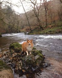 Dog by lake in forest