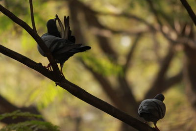 Low angle view of bird perching on tree