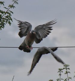 Low angle view of bird flying against sky