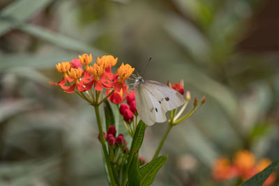 High angle close-up of butterfly on flower