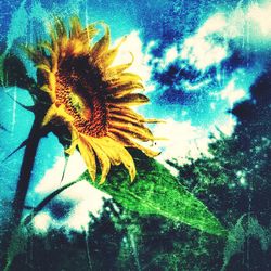 Low angle view of flowering plant against sky
