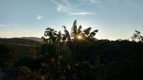 Close-up of fresh plants against sky during sunset