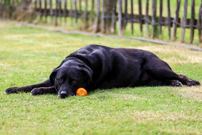 Black dog lying on grassy field