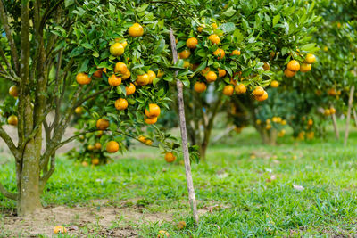 Fruits growing on tree