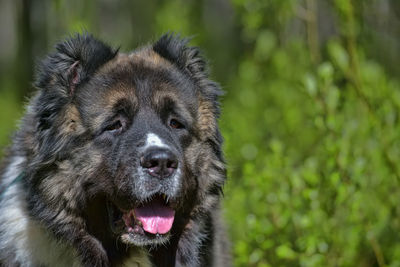 Close-up portrait of a dog