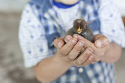 Midsection of child holding young bird