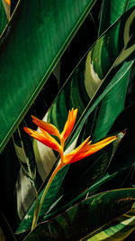 Close-up of flower blooming outdoors