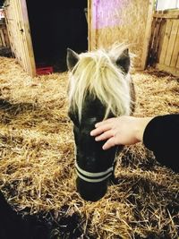 Close-up of a horse in stable