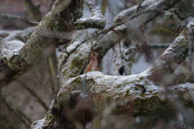 Close-up of snow covered tree trunk