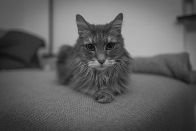 Portrait of cat sitting on sofa at home