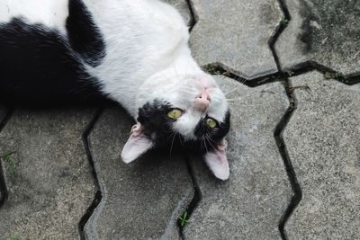 High angle portrait of cat