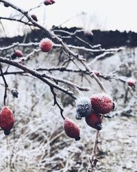 Close-up of frozen berries on tree