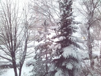 Snow covered bare trees in forest