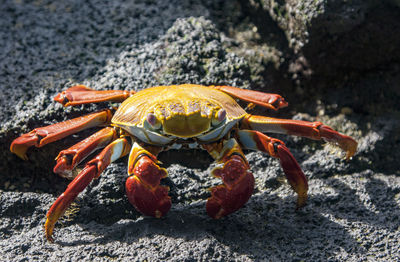 Close-up of crab on rock