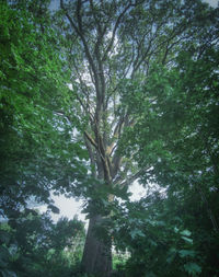 Low angle view of trees in forest