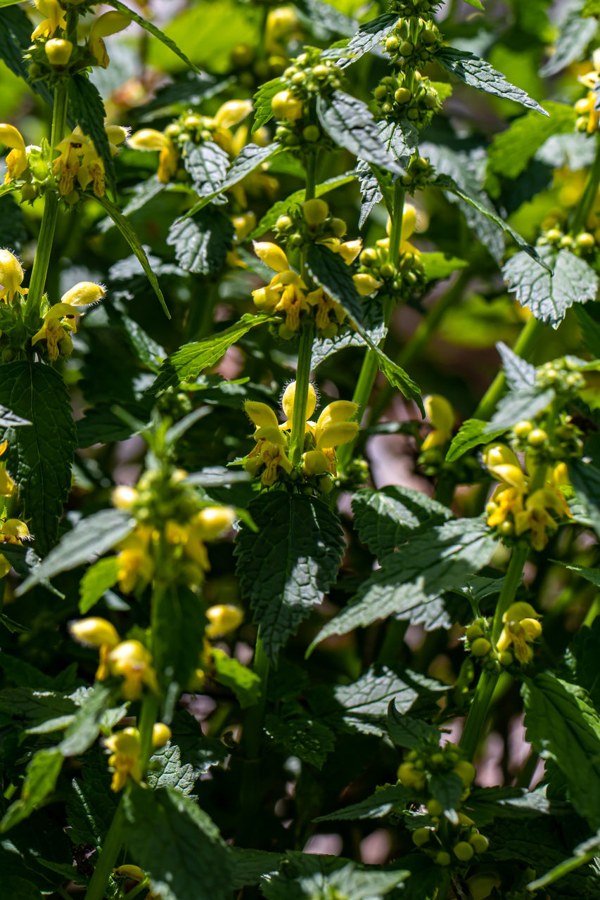 CLOSE-UP OF FLOWERING PLANT