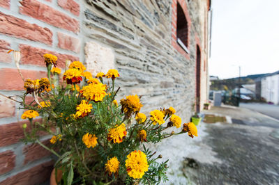 Close-up of yellow flowers blooming against sky