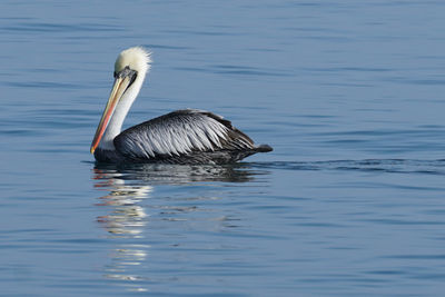 Pelican swimming in lake