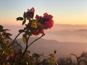 Close-up of flowers against sky at sunset