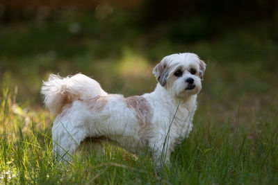 Portrait of dog on field