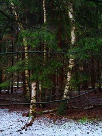 Trees in forest